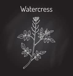 Aquatic Plants Vector Images (over 9,400) .